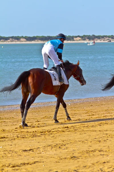 Corsa di cavalli a Sanlucar di Barrameda, Spagna, agosto 2011 — Foto Stock