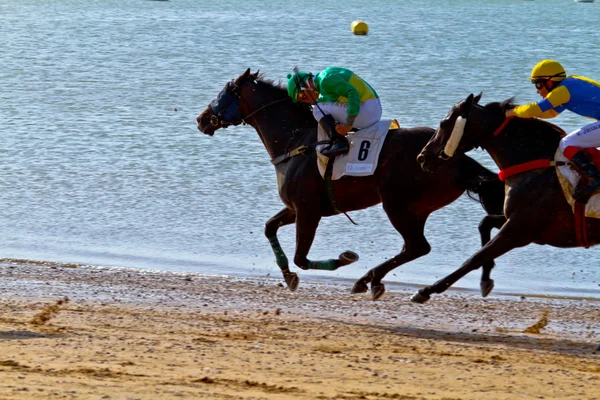 Horse race on Sanlucar of Barrameda, Spain, August 2011 — Stock Photo, Image