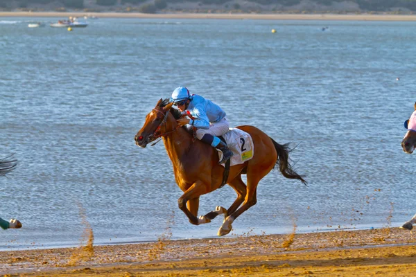 Stock image Horse race on Sanlucar of Barrameda, Spain, August 2011