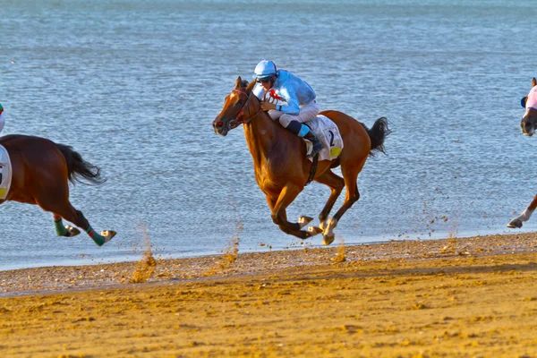 at yarışı sanlucar barrameda, İspanya, Ağustos 2011 tarihinde