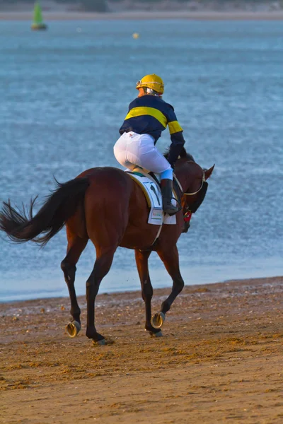 stock image Horse race on Sanlucar of Barrameda, Spain, August 2011