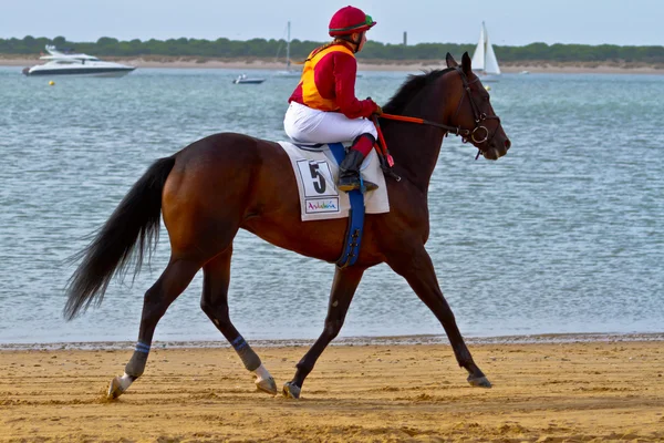 stock image Horse race on Sanlucar of Barrameda, Spain, August 2011