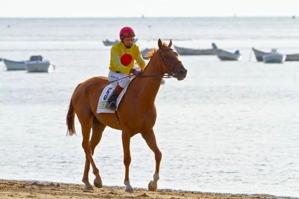 stock image Horse race on Sanlucar of Barrameda, Spain, August 2011