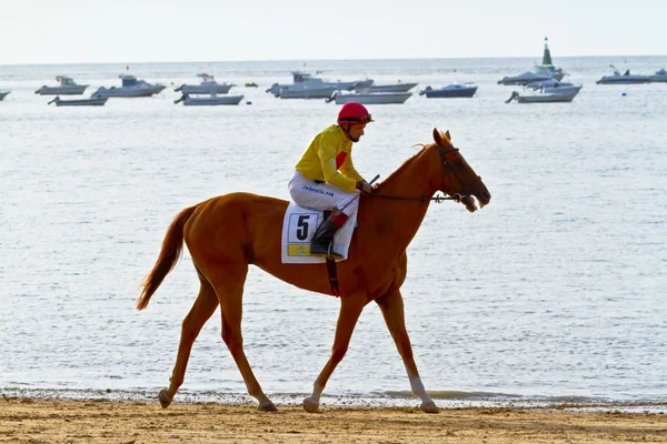 stock image Horse race on Sanlucar of Barrameda, Spain, August 2011