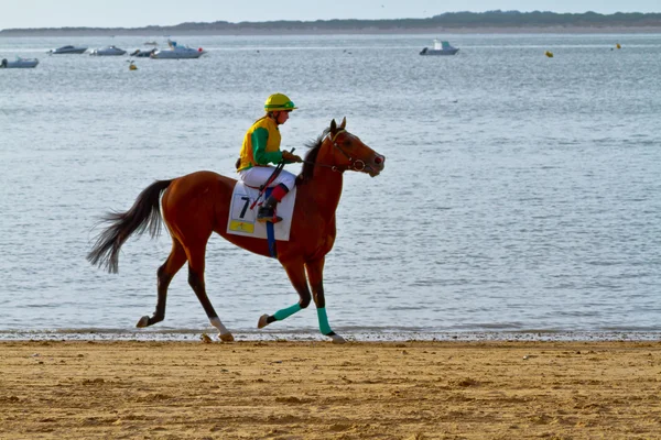 stock image Horse race on Sanlucar of Barrameda, Spain, August 2011