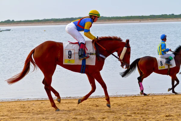 Stock image Horse race on Sanlucar of Barrameda, Spain, August 2011