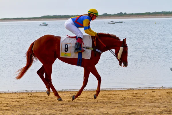 Stock image Horse race on Sanlucar of Barrameda, Spain, August 2011