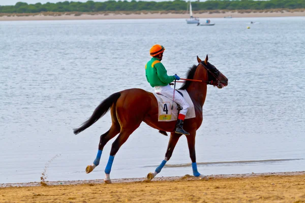 stock image Horse race on Sanlucar of Barrameda, Spain, August 2011