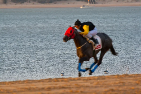 stock image Horse race on Sanlucar of Barrameda, Spain, August 2008