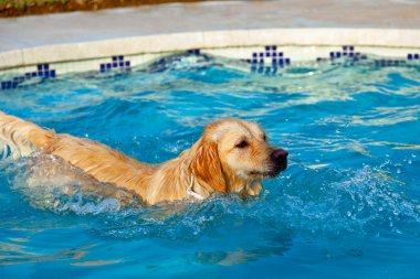 Golden Retriever swimming clipart