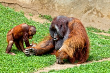 Orangutan of Borneo, Pongo Pygmaeus clipart