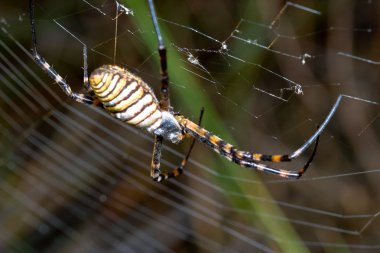 Örümcek, Argiope bruennichi