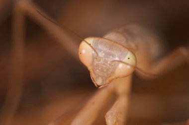 Praying mantis ( Mantis religiosa ) clipart
