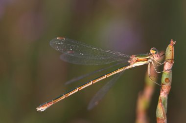 Dragonfly (Lestes Barbarus) clipart