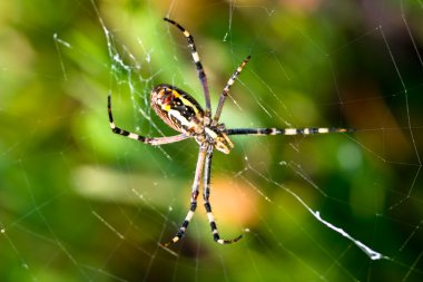 Spider, Argiope bruennichi clipart