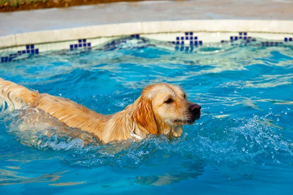 Golden retriever natação — Fotografia de Stock