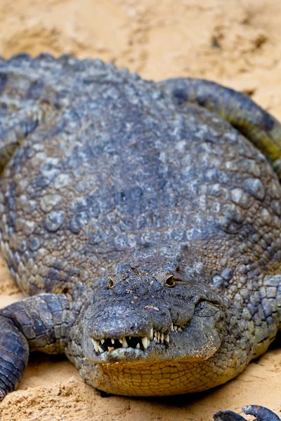Cocodrilo del Nilo, Crocodylus niloticus —  Fotos de Stock