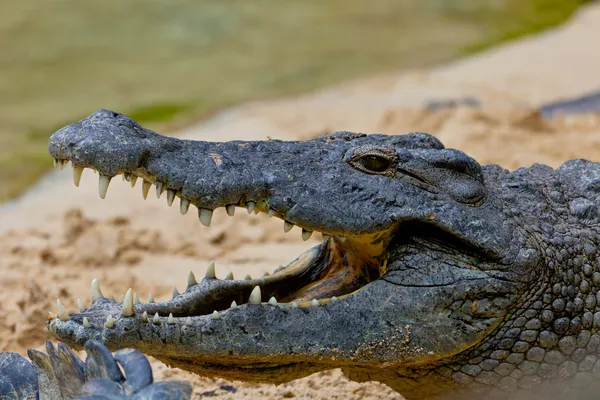 Crocodylus niloticus é um crocodilo do nilo — Fotografia de Stock