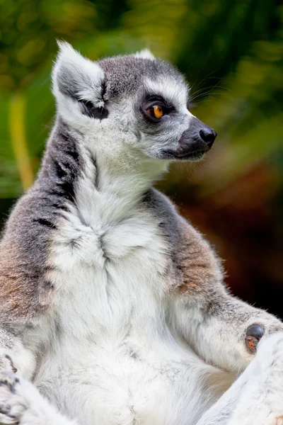 Lemur of ring-shaped tail ,Lemur catta — Stock Photo, Image