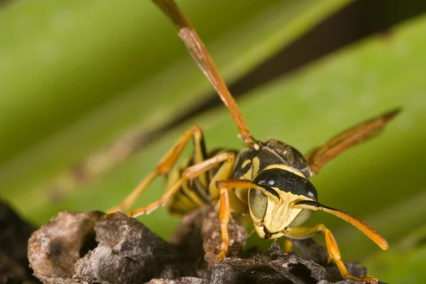 Wasp (Polistes bischoffi) — Stock Photo, Image