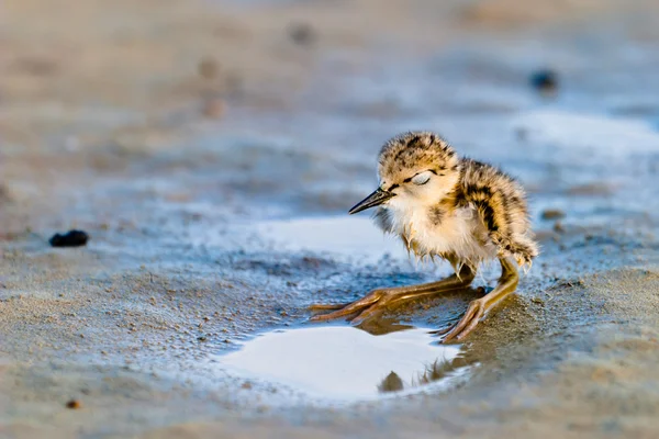 stock image Black-Winged Stilt