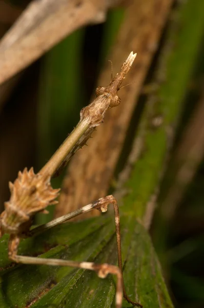 Mantis (Empusa pennata) — Stok fotoğraf