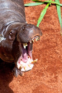 pigmeo de hipopótamo, hexaprotodon liberiensis