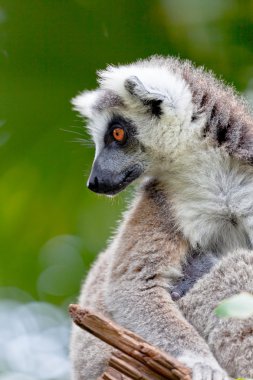 Lemur halka şeklindeki kuyruk, lemur catta