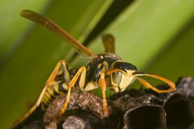 Wasp (Polistes bischoffi)