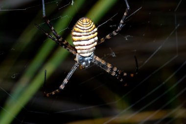 Örümcek, Argiope bruennichi