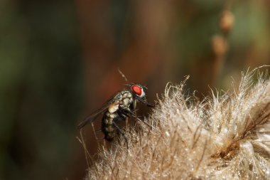 Blowfly ( lahit karaarları )