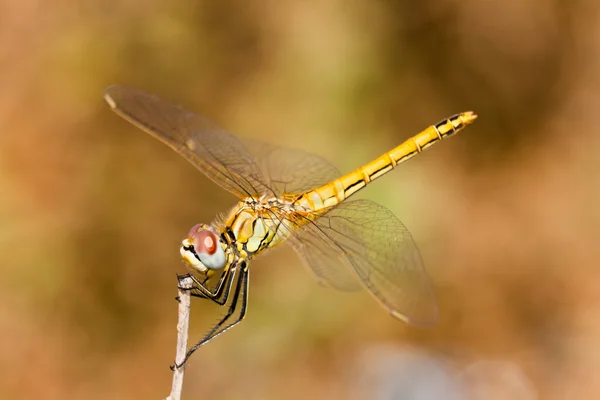 蜻蜓(交响曲) ) — 图库照片
