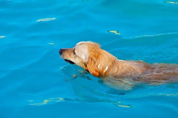 Golden retriever simning — Stockfoto