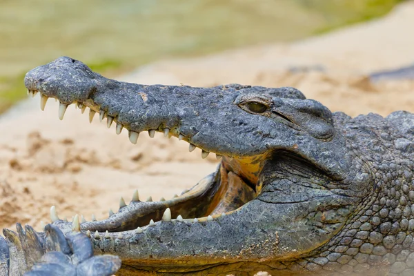 나 일 악어, crocodylus niloticus — 스톡 사진
