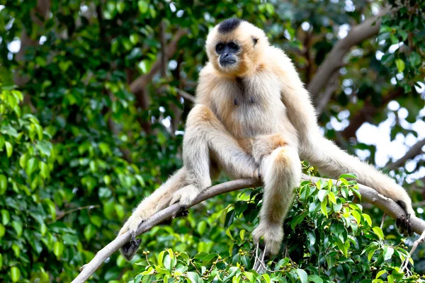 Gibbon di guance dorate, Nomascus gabriellae — Foto Stock