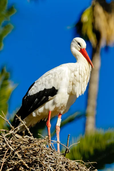 Hvit stork – stockfoto
