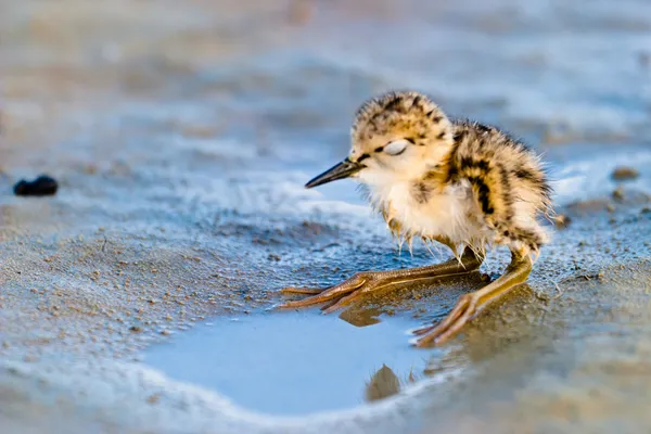 stock image Black-Winged Stilt