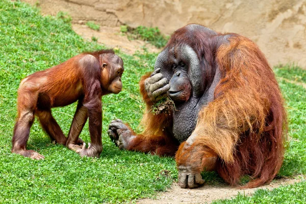 Orangutan z borneo, pongo pygmaeus — Zdjęcie stockowe