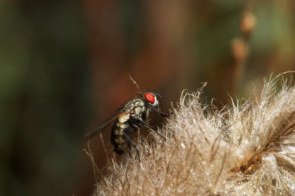 Повітряна муха ( Sarcophaga carnaria  ) — стокове фото