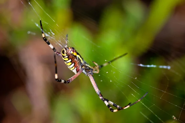 Araignée, Argiope bruennichi — Photo
