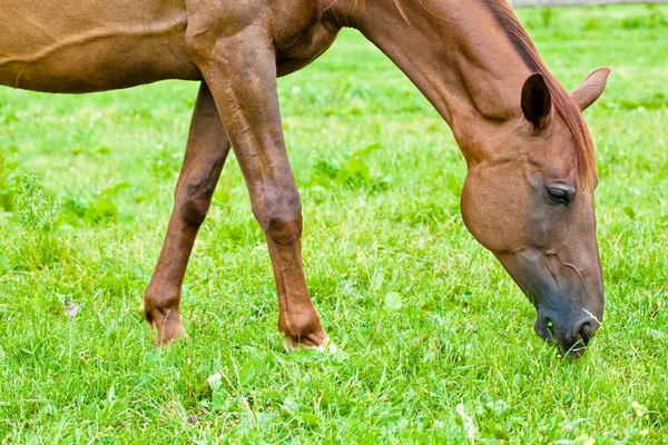Horse eating grass — Stock Photo, Image