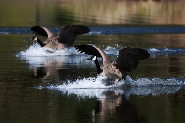 Kanadyjskie gęsi lądowania na wodzie — Zdjęcie stockowe