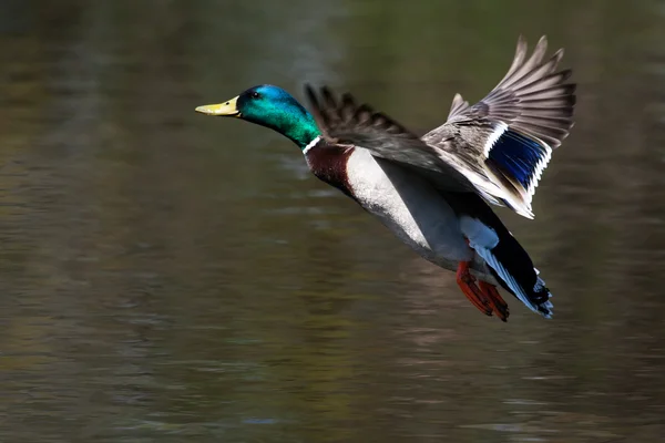 飞行中的雄性野鸭 — 图库照片