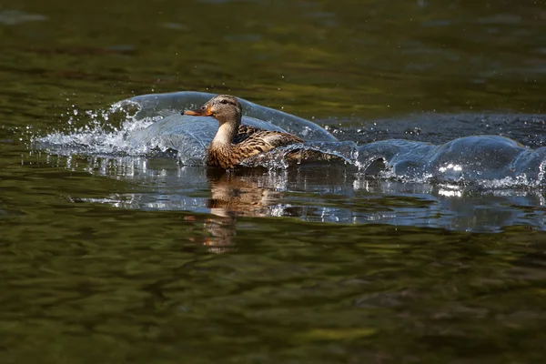 女性绿头野鸭游泳 — 图库照片