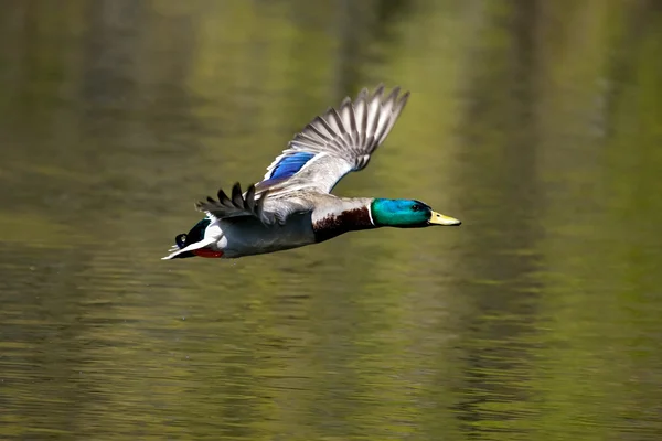 Uçan yaban ördeği — Stok fotoğraf