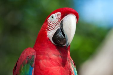 Red Macaw perched on a tree clipart