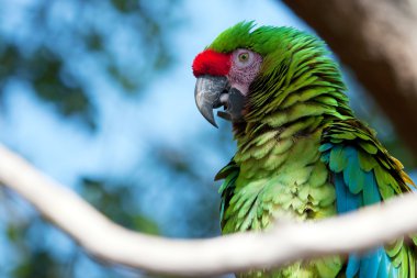 Green Macaw perched on a tree clipart