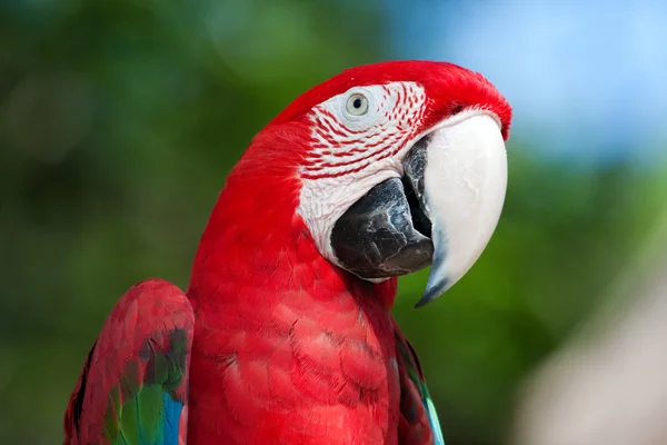 Red Macaw perched on a tree — Stock Photo, Image