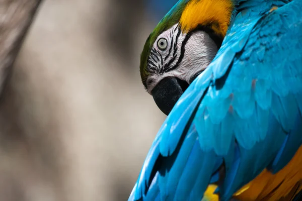 Blue and yellow Macaw perched on a tree — Stock Photo, Image