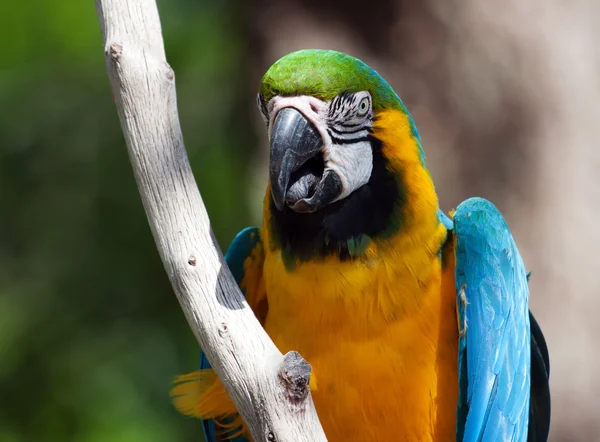 Blue and yellow Macaw perched on a tree — Stock Photo, Image